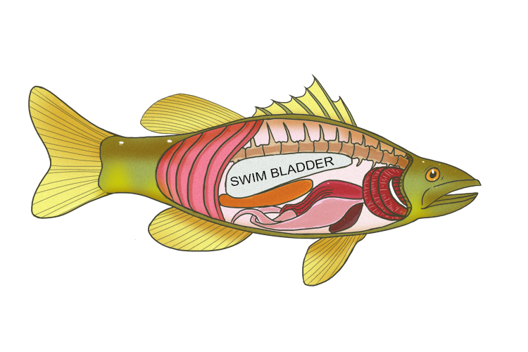 Image of the internals of a fish and where the swim bladder is located